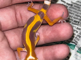 Baby leopard gecko ready to leave in 11 weeks! in Aylesford