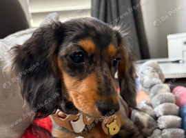 Ling haired dapple miniature dachshund