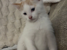 3 lovely kittens