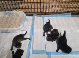 4 chunky boy kittens
