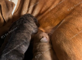 Mastiff cross puppies