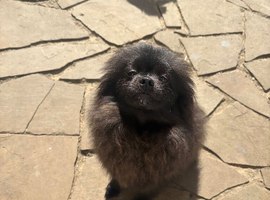 4 month old Pom
