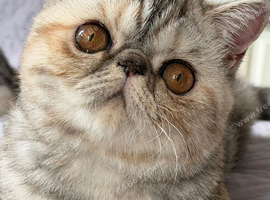 Ready Now . Gorgeous GCCF registered kittens from Champions parents