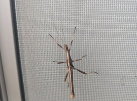 Indian and sunny sunny stick insects