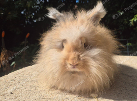 STUNNING MAXI FULL FACE ANGORA BABIES