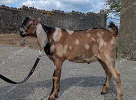 Pedigree Anglo nubian billy kid