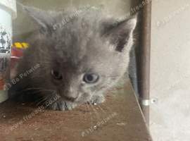 Grey kitten