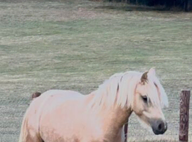 Beautiful welsh pony palomino filly two year old