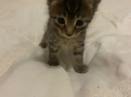 Kittens