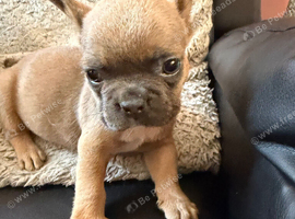 French bulldog puppies