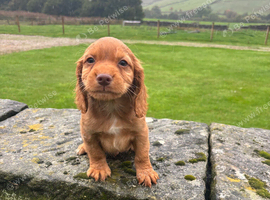 Cocker Spaniels Just Boys