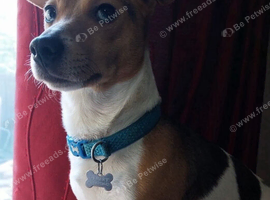Stunning Proven Jack Russell Stud