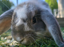 Bonded Brothers Lop Rabbits