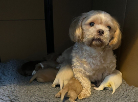 Gorgeous litter of shitzu puppies