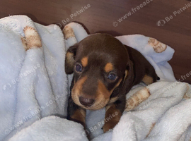 Dashhound puppies