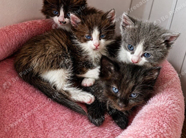 Ragdoll mix