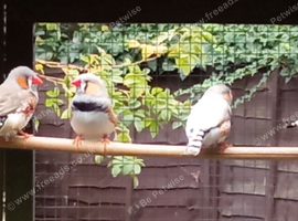 Male Zebra finches