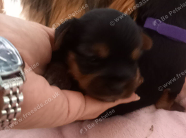 Yorkshire terrier puppies