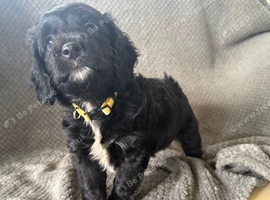 3 Gorgeous F1 Cockapoo&rsquo;s Left.