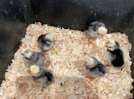 Polish Bantam Chicks / Hatching eggs