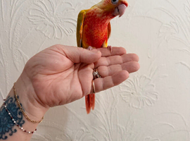 Handreared conure