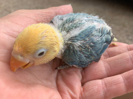 Fisher turquoise opaline lovebird DNA tested