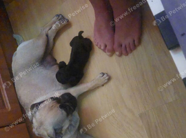 2 male frugs