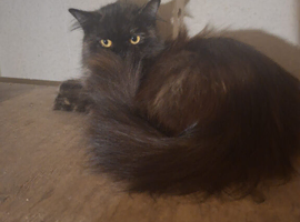 Beautiful Parsain x British long hair 12 months indoor home