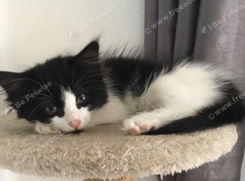 9 week old kittens