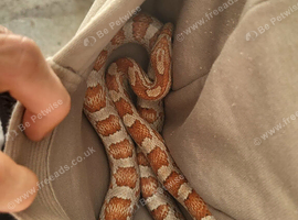Corn snake