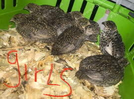 SEXED QUAILS/CHINESE PAINTED BUTTONS !