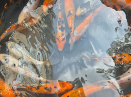 Koi available -  pond closure - 7inch