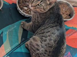 2 male cats (Ready to mate)