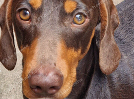 DACHSHUND MINIATURE STUNNING BOY