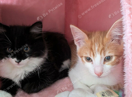 Two kittens