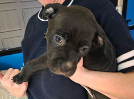 Puppy