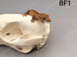 ,Red Phantom Crested CB26