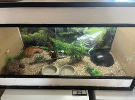 Male corn snake