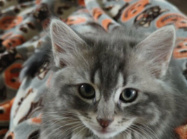 Mixed breed Ragdoll kittens