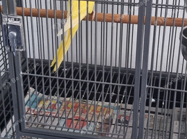 Beautiful young lutino ringneck talking parrot
