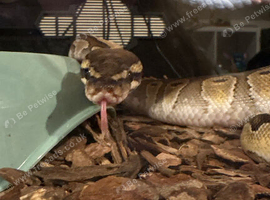 Cinnamon ball python