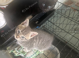 Adorable kittens ready flead wormed fully litter trained