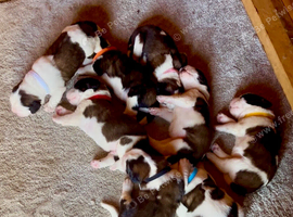Beautiful KC registered show quality Puppies