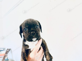 7 Adorable puppies