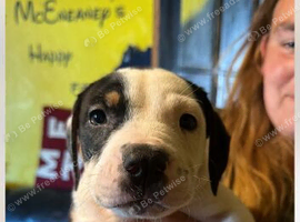 Puppies for sale
