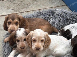 Beautiful show cocker spaniels
