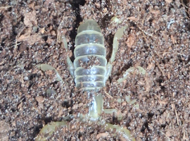 Gold large claw Scorpion