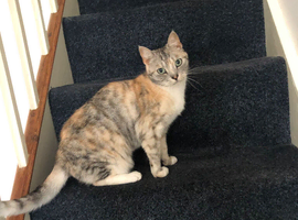 Mica is looking for her forever home