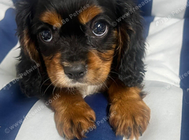 Cavalier, King Charles puppies