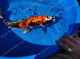 18 inch koi for sale